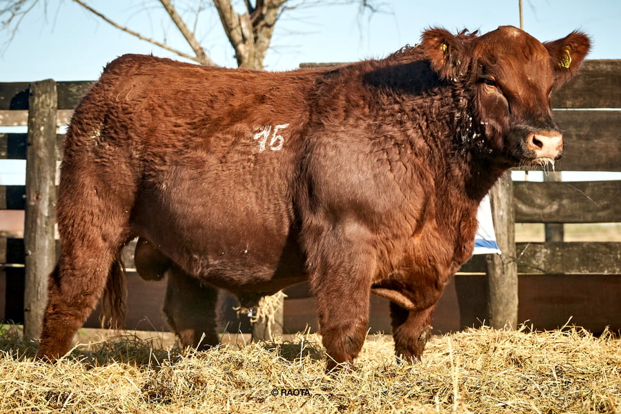 Lote Toros PC Cabaña ME Ken