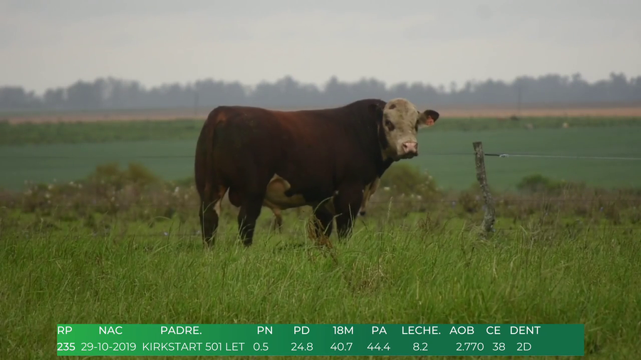 Lote Toros POLLED HEREFORD a remate en 4º  Remate  Anual Cabaña El Treból en Liga de Trabajo de Guichón