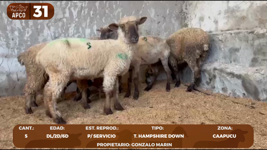 Lote LOTE 31 -POR PANTALLA
