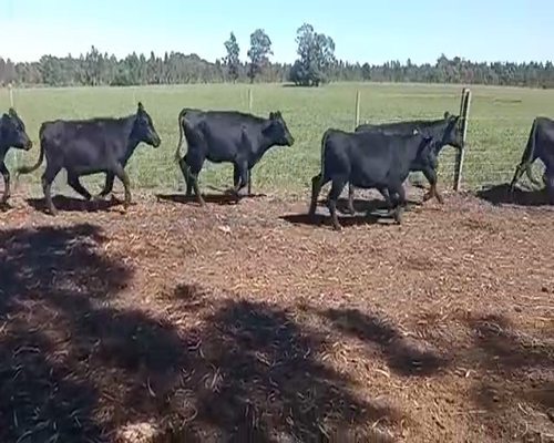 Lote 7 Vaquillonas 1 a 2 años CRUZA ANGUS a remate en Entre Martillos 250kg -  en COSTAS DE MAURICIO