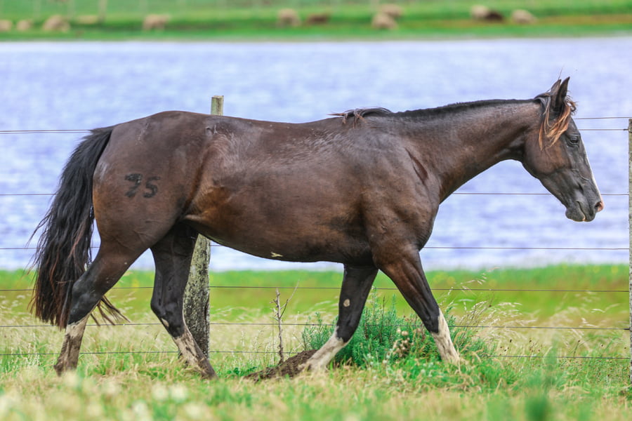 Lote CATANDUVA HIJA GAUCHA