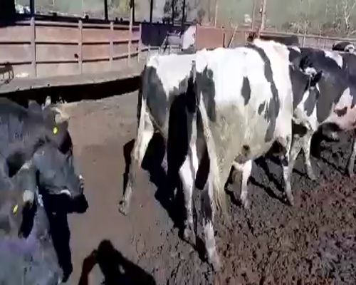 Lote 20 Novillo Gordo en Melipilla, Región Metropolitana