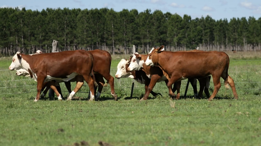Lote Vaquilla para servicio