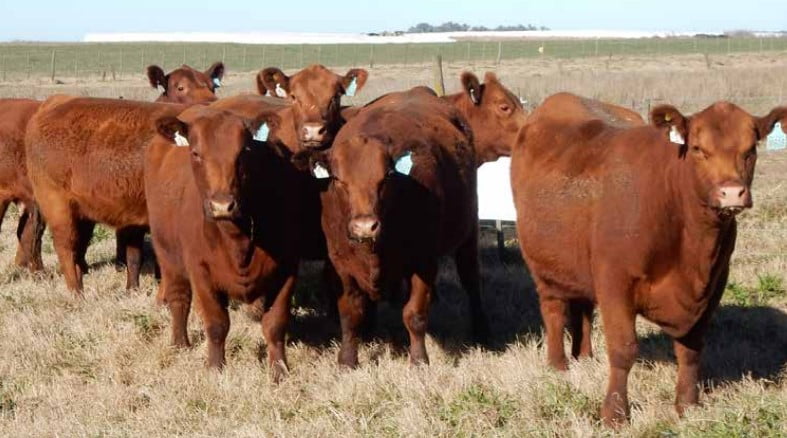 Lote 6 VAQ  COLORADAS