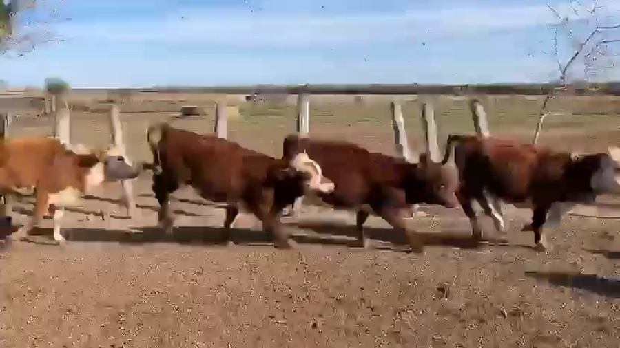 Lote 125 Terneros/as