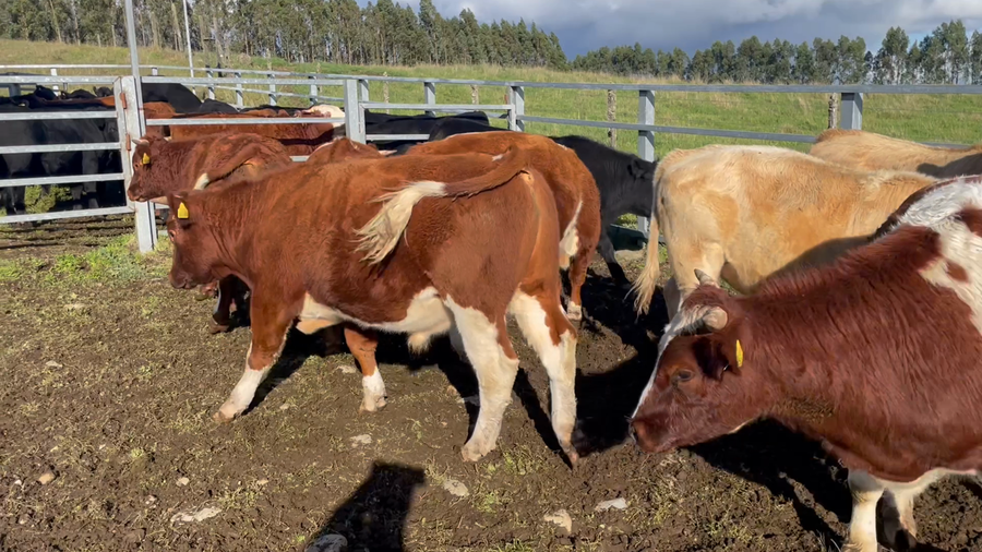 Lote 22 Novillo Engorda en Puerto Varas, X Región Los Lagos