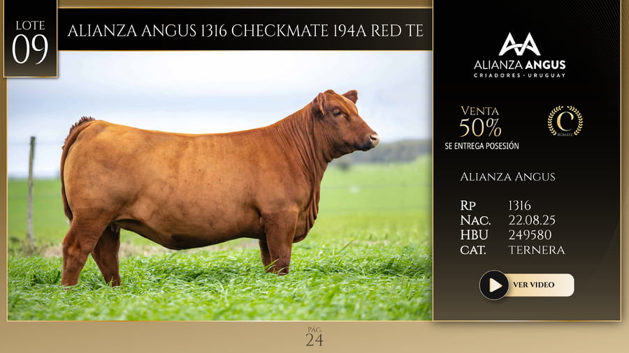 Lote ALIANZA ANGUS 1316 CHECKMATE 194A RED TE