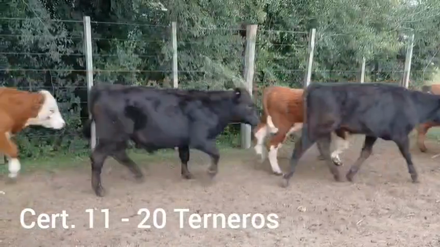Lote TERNEROS