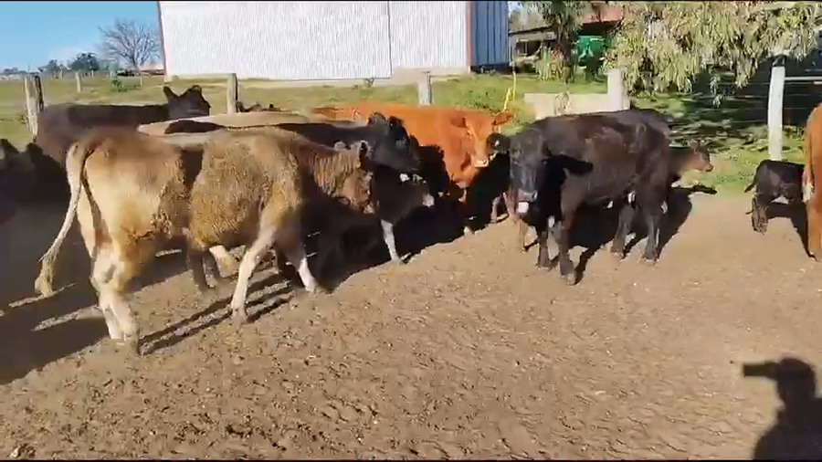 Lote 36 Vaquillonas C/ cria en Concepción del Uruguay, Entre Ríos