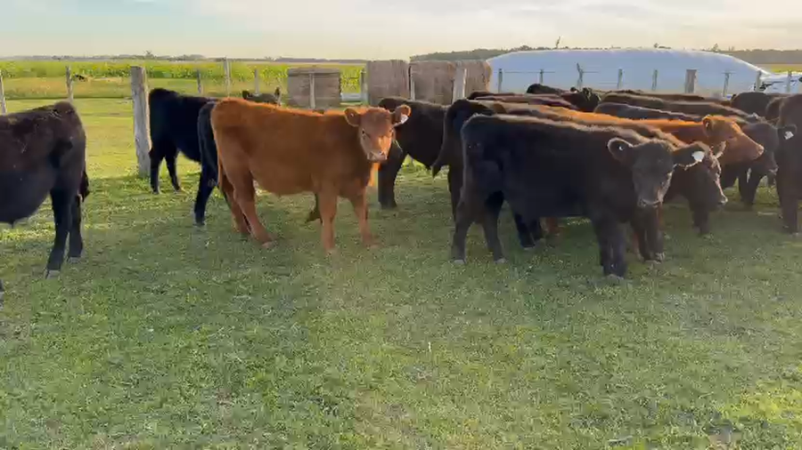 Lote 36 Terneros