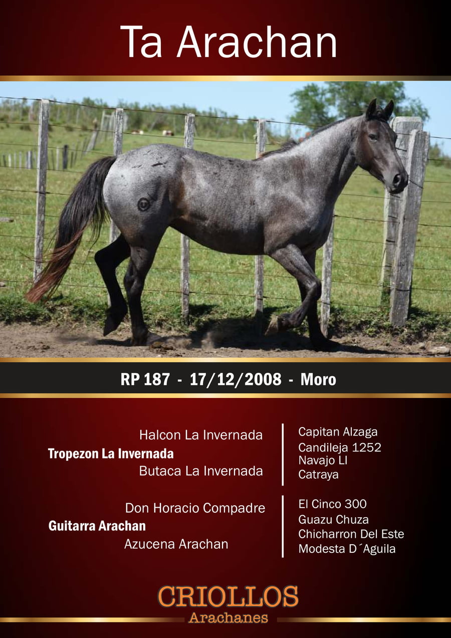 Lote Ta Arachán - RP 187