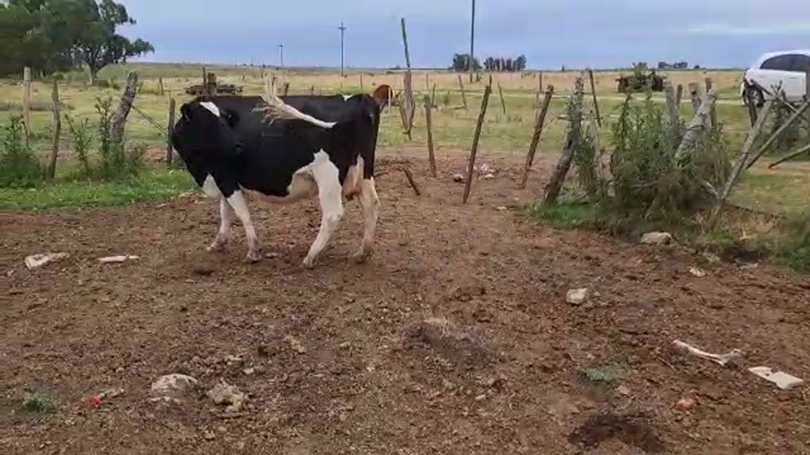 Lote 2 Vacas Invernada San José