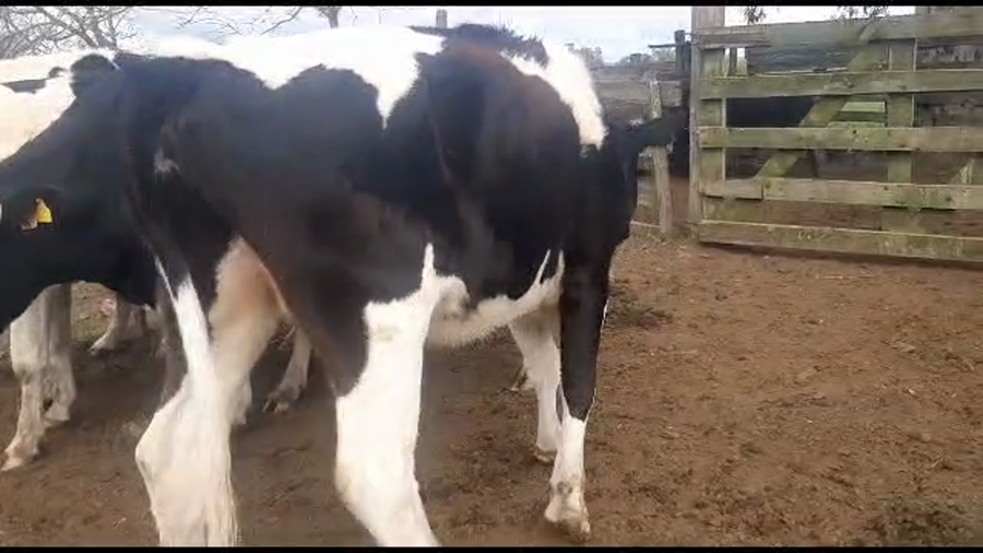 Lote 5 vaquillonas holando falladas