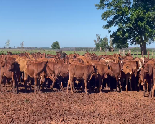 Lote 80 Terneros en Santo Tomé, Corrientes