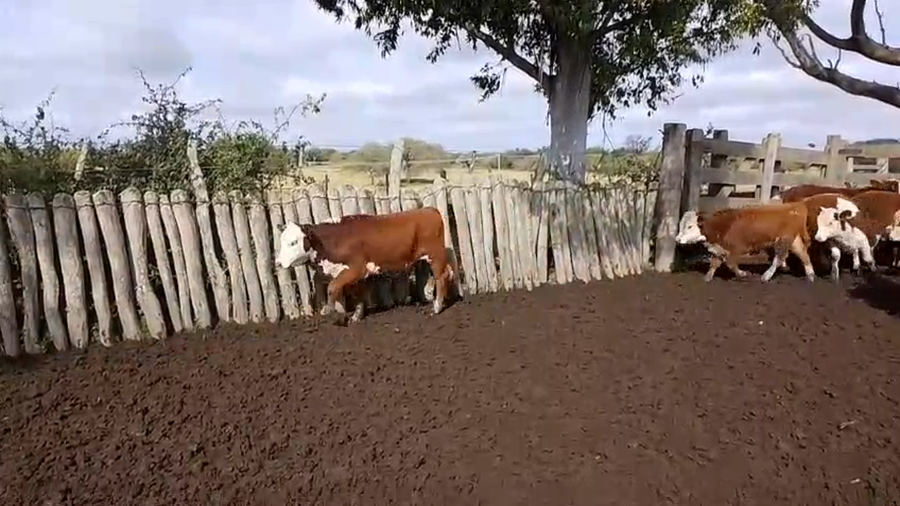 Lote 117 Terneros/as