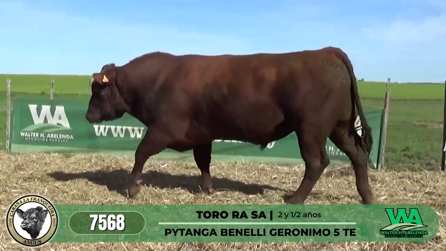 Lote TORO RA SA