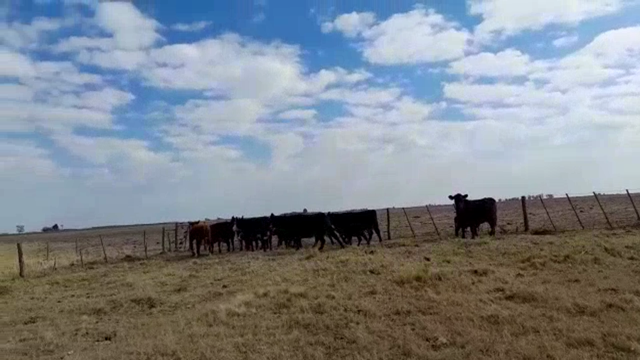 Lote 8 Vacas nuevas C/ gtia de preñez en Gral. Lamadrid, Buenos Aires