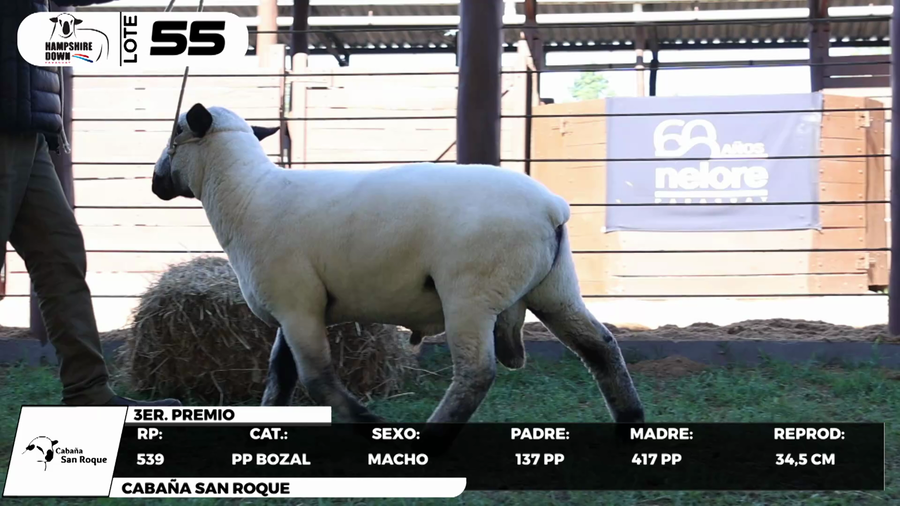 Lote LOTE 55- BOZAL