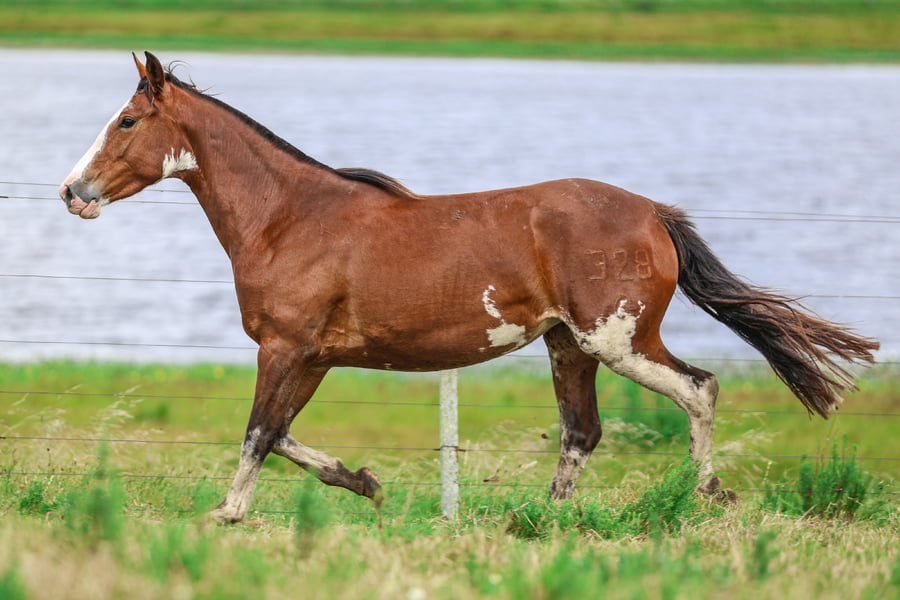Lote CATANDUVA CORALINA