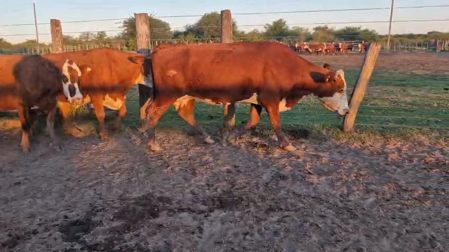 Lote 36 Vacas de invernar en Corrientes, Curuzú-Cuatiá