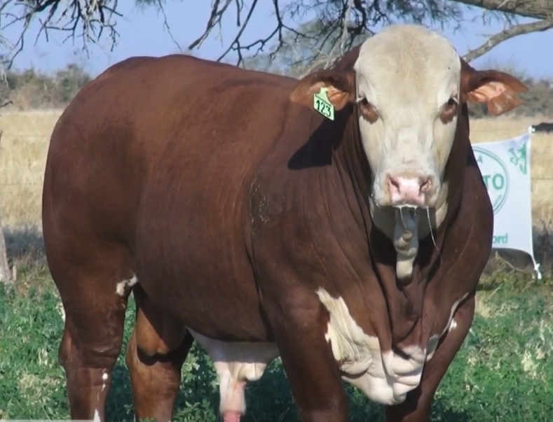 Lote TOROS(CORRAL 19)BRAFORD "CABAÑA DON TOTO"