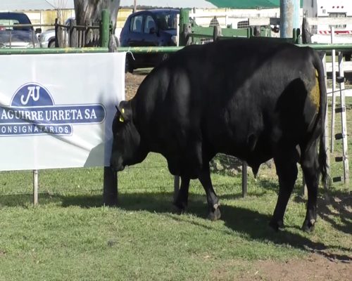 Lote Toro Aberdeen Angus PC Negro C 131 - Cabaña Don Jacobo