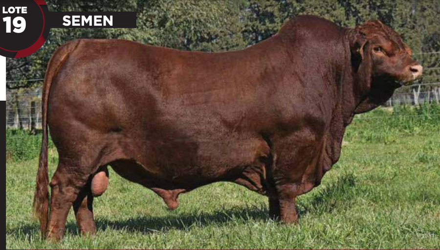 Lote Semen