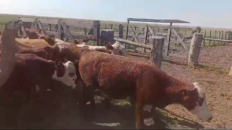 Lote 70 Terneras en Corrientes, Paso de Los Libres