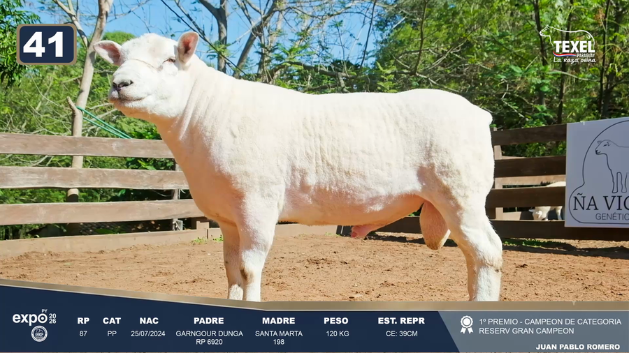 Lote LOTE 41