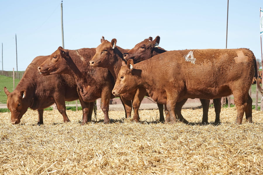 Lote "TRES MOLINOS" VAQUILLAS P.C PREÑADAS