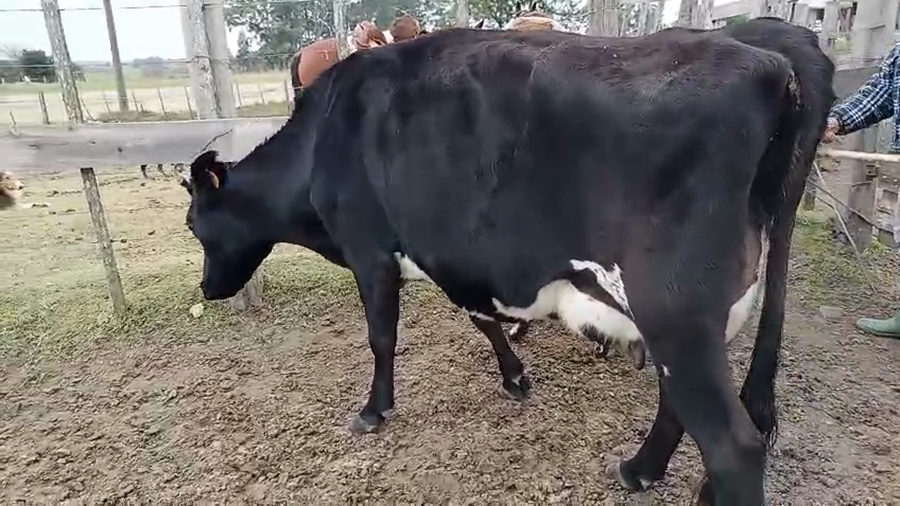 Lote Vaca a remate en Pantalla Especial de Otoño 450kg - , San José