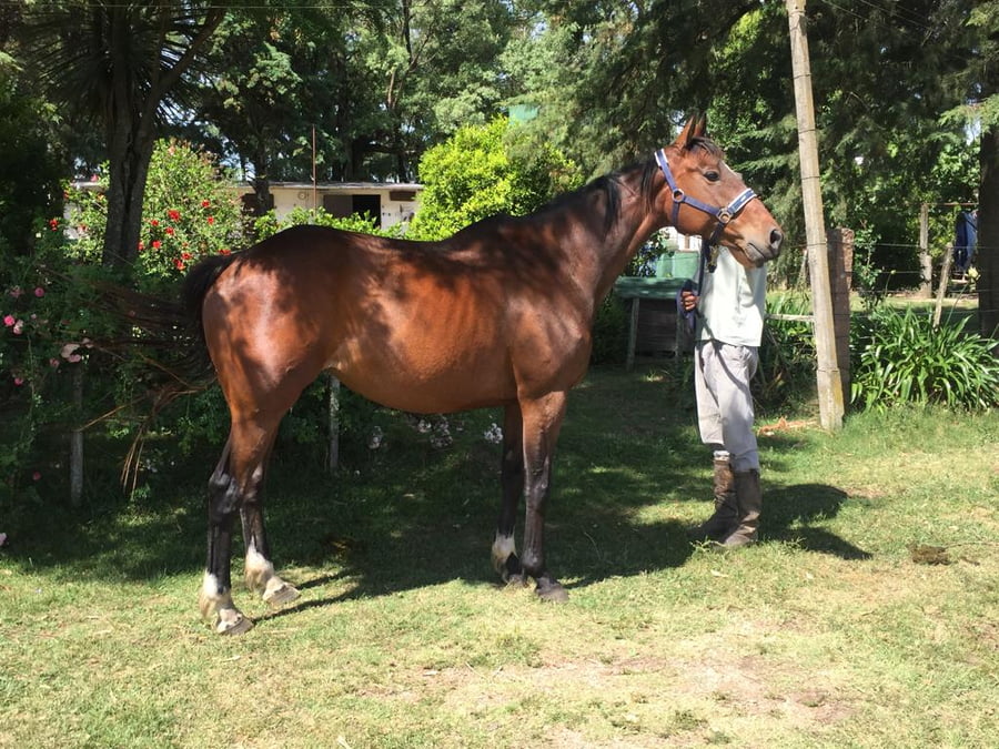 Lote SOBERANA SPRING