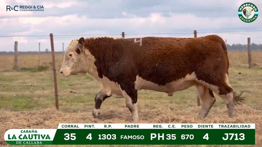 Lote TOROS HEREFORD Y PUROS REGISTRADOS.- Cabaña La Cautiva