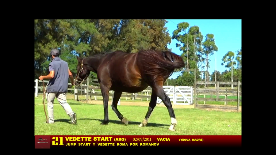 Lote VEDETTE START (ARG)