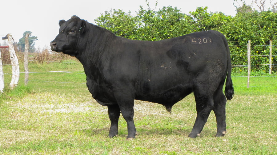 Lote CABAÑA COEMBOTÁ: RP 209