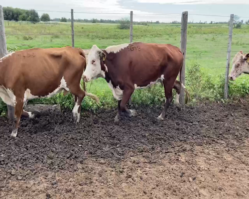 Lote 50 Vacas de invernar en Pirané, Formosa