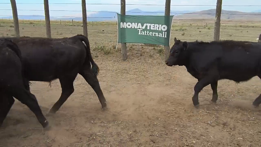 Lote 138 Terneros en Coronel Suarez