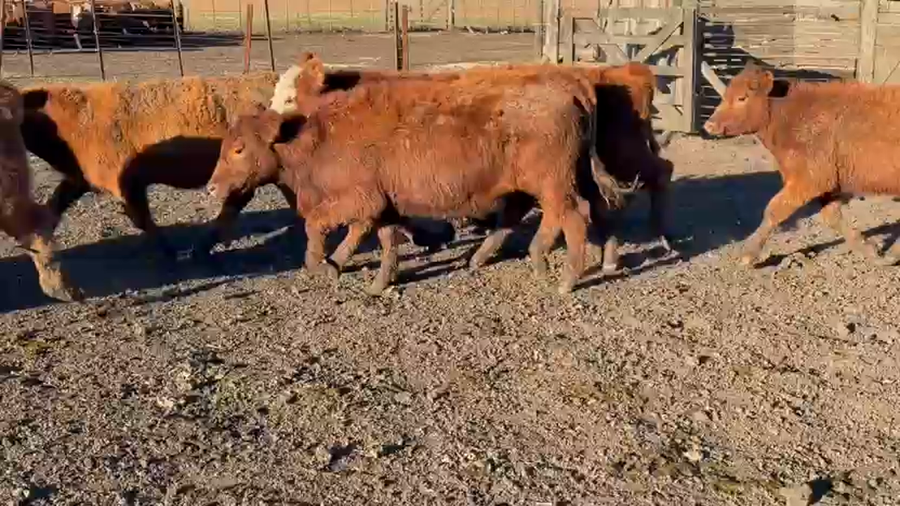 Lote 88 Terneros en Tandil