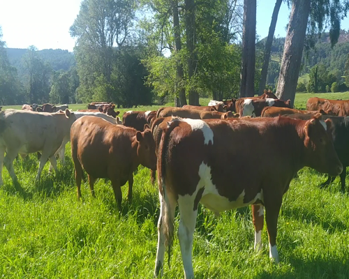 Lote 50 Novillo Engorda en Lanco, XIV Región Los Ríos