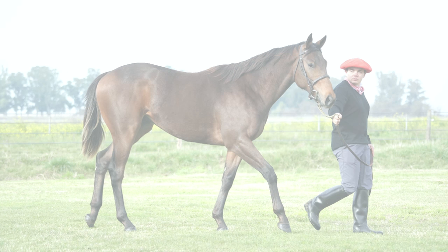 Lote FANTASTICO NIK (NICODEMUS -  FANTASTICA HENN)