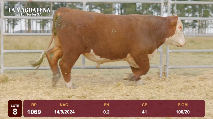 Lote Lote 8 - Hereford