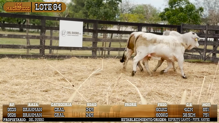Lote LOTE 84 - PANTALLA