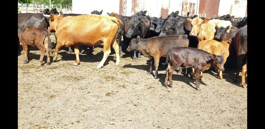 Lote 27 Vacas nuevas C/ cria en Villaguay, Entre Ríos