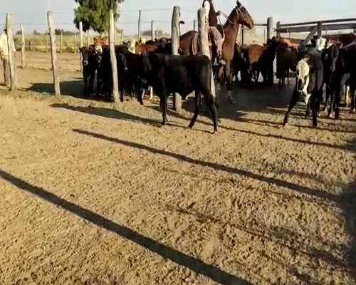 Lote 75 Terneros en Vera, Santa Fe