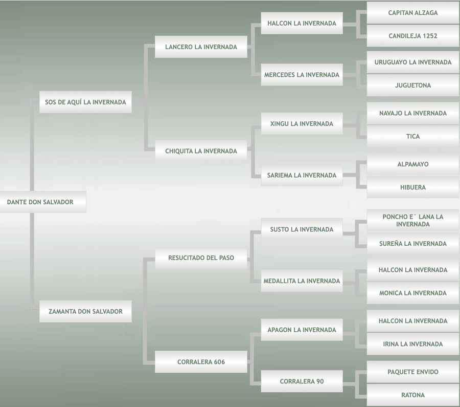 Lote Dante Don Salvador
