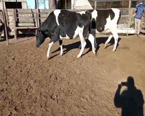 Lote VAQUILLONAS PREÑADAS