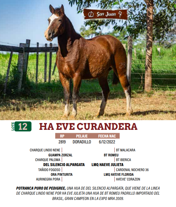 Lote LOTE 12