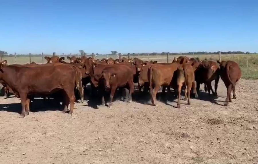 Lote 45 Vaquillonas en Tostado, Santa Fe