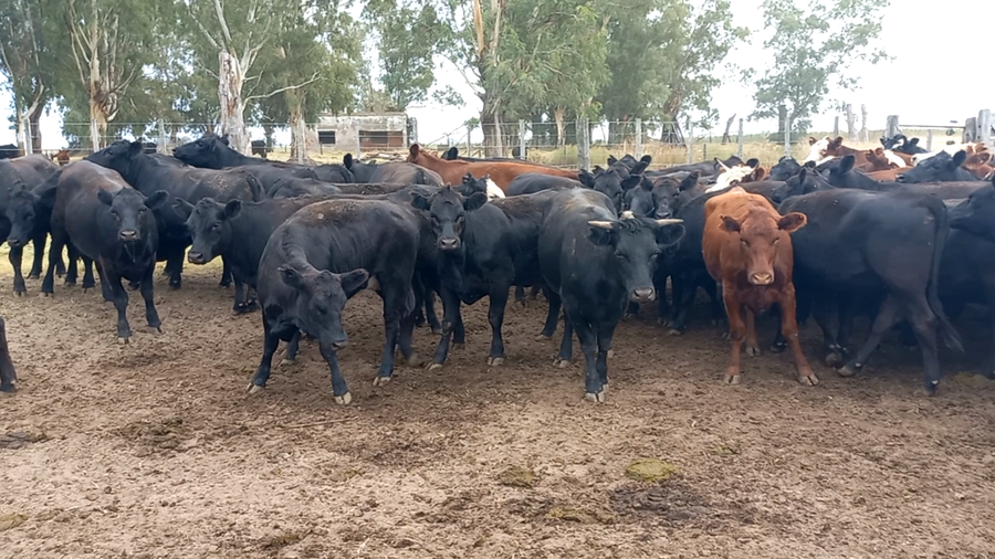 Lote 55 Vaquillonas en Pehuajó, Buenos Aires