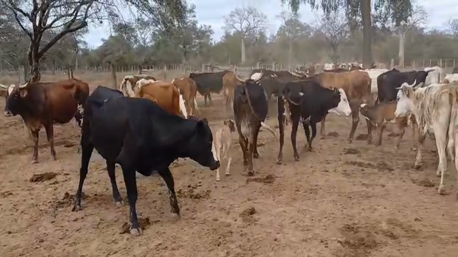 Lote 65 Vacas preñadas en Jujuy, Palma Sola